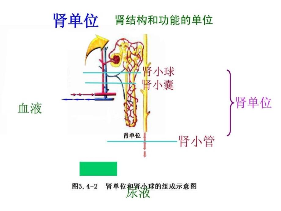 七年级生物下册第五章第一节尿的形成和排出课件新..._第4页