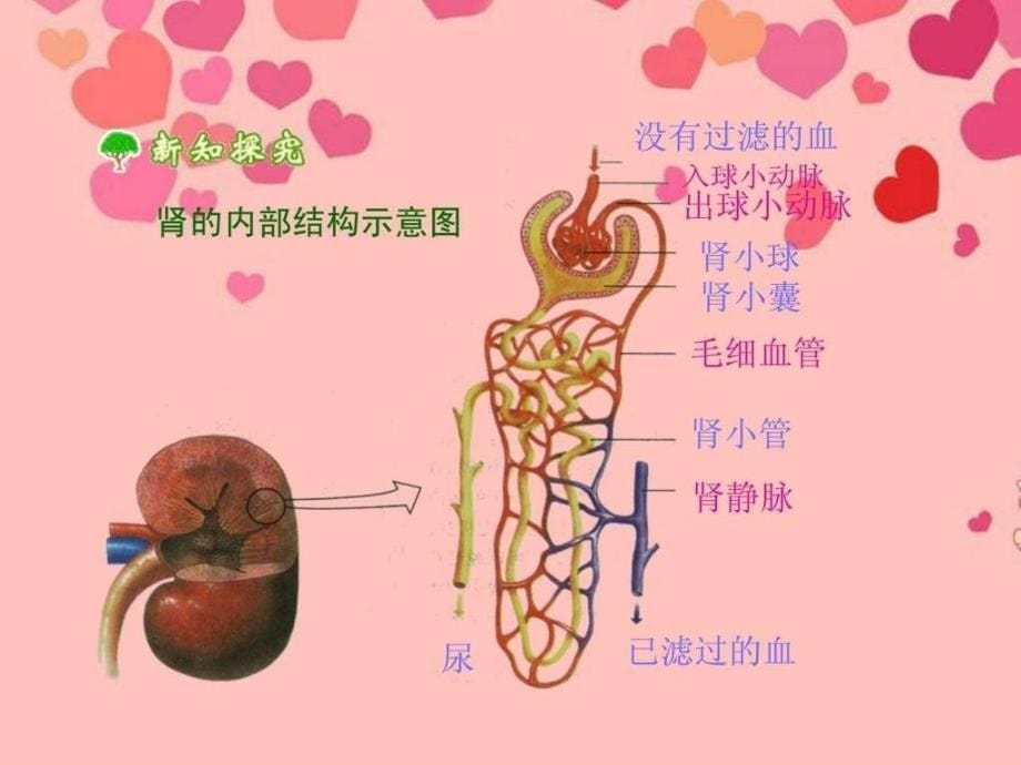 七年级生物下册第五章第一节尿的形成和排出课件新..._第5页