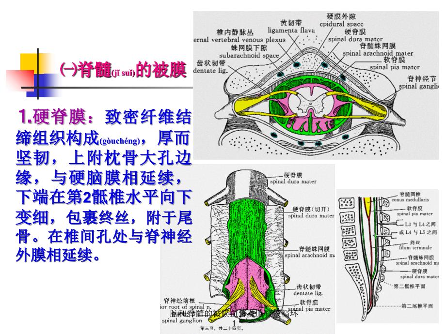 脑和脊髓的被膜血管及脑脊液循环1课件_第3页