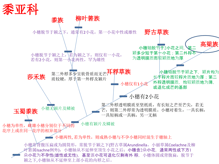 园林植物学：禾本科四_第1页