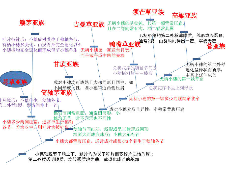 园林植物学：禾本科四_第2页