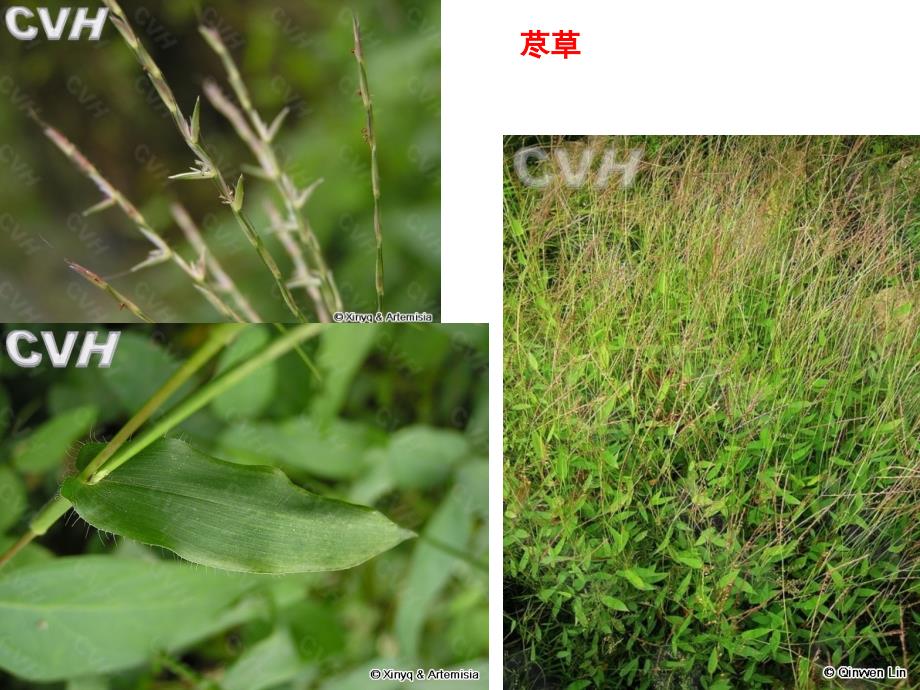 园林植物学：禾本科四_第4页