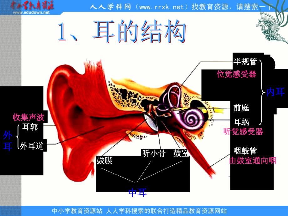 1.2我们怎样听到声音PPT课件4_第3页