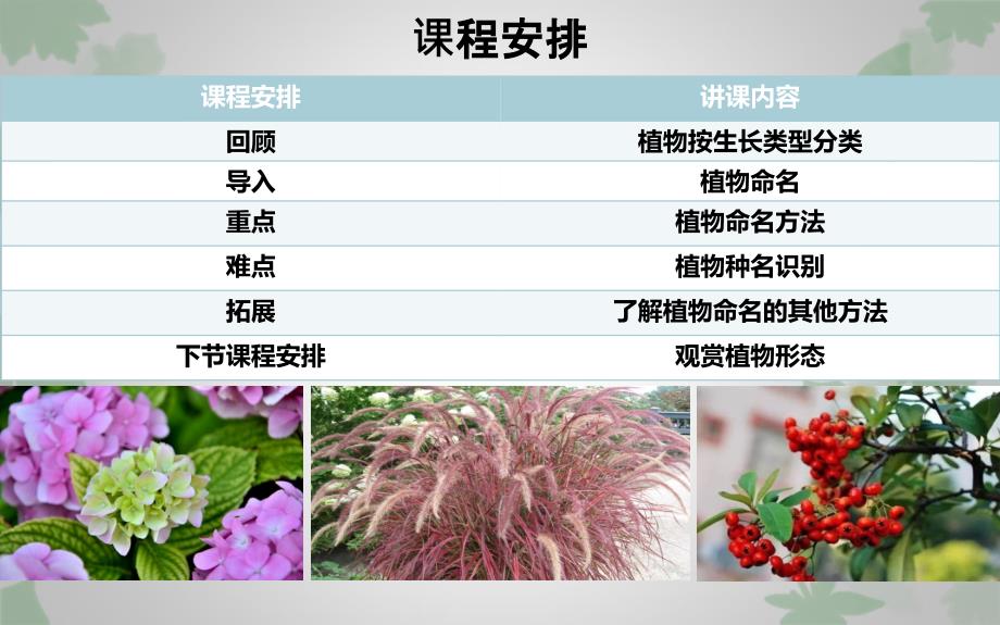 观赏植物学植物学基础知识第二节植物命名_第2页