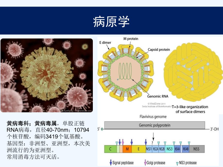 寨卡病毒病(Zika virus disease)诊疗方案(2016版)解读-地坛医院-李兴旺_第3页