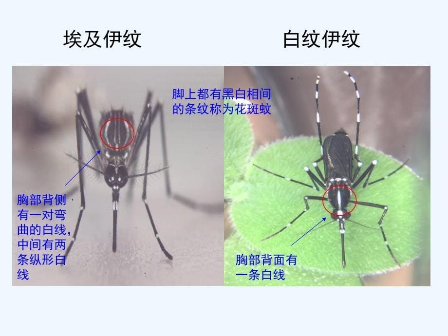 寨卡病毒病(Zika virus disease)诊疗方案(2016版)解读-地坛医院-李兴旺_第5页