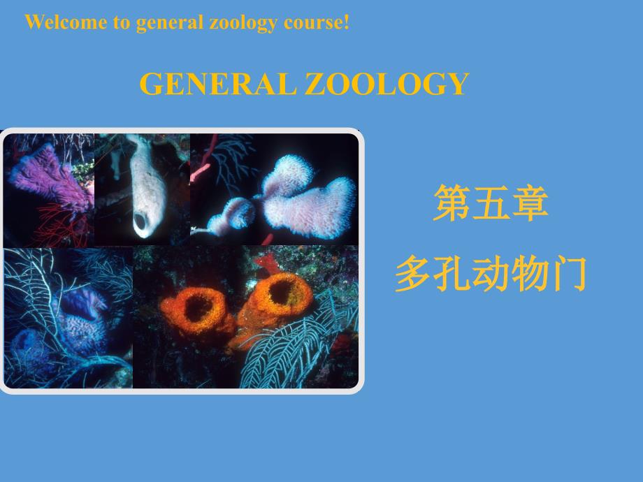 普通动物学ppt课件第五章多孔动物门_第1页