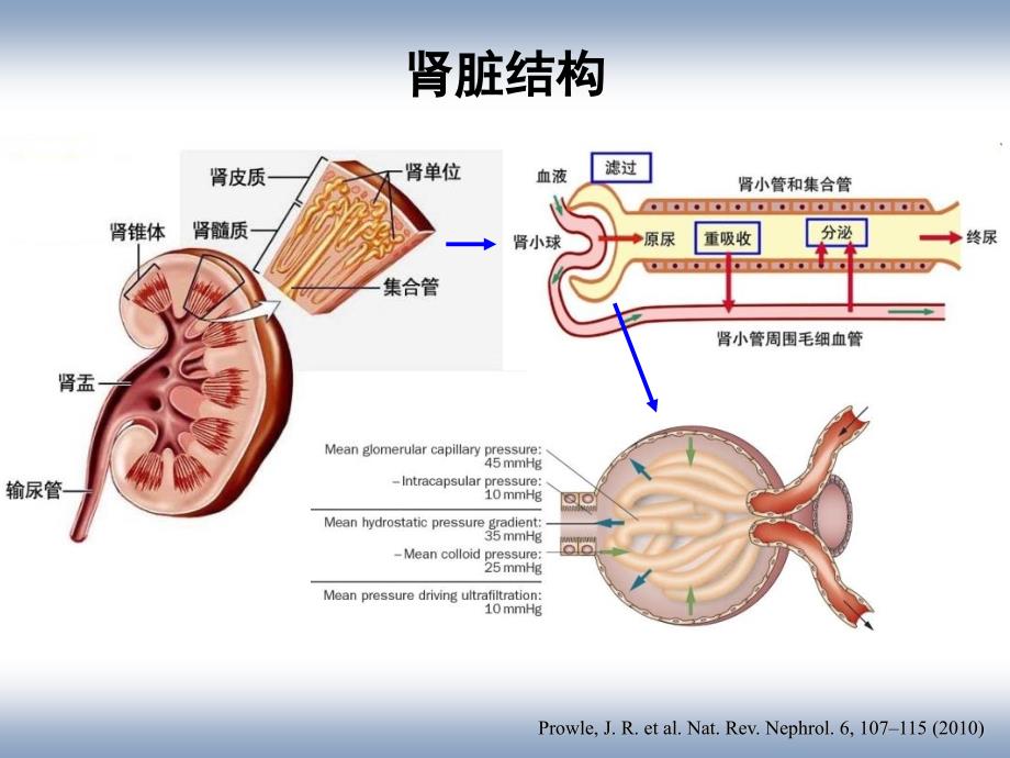 急性肾损伤AKI中的护理问题_第2页