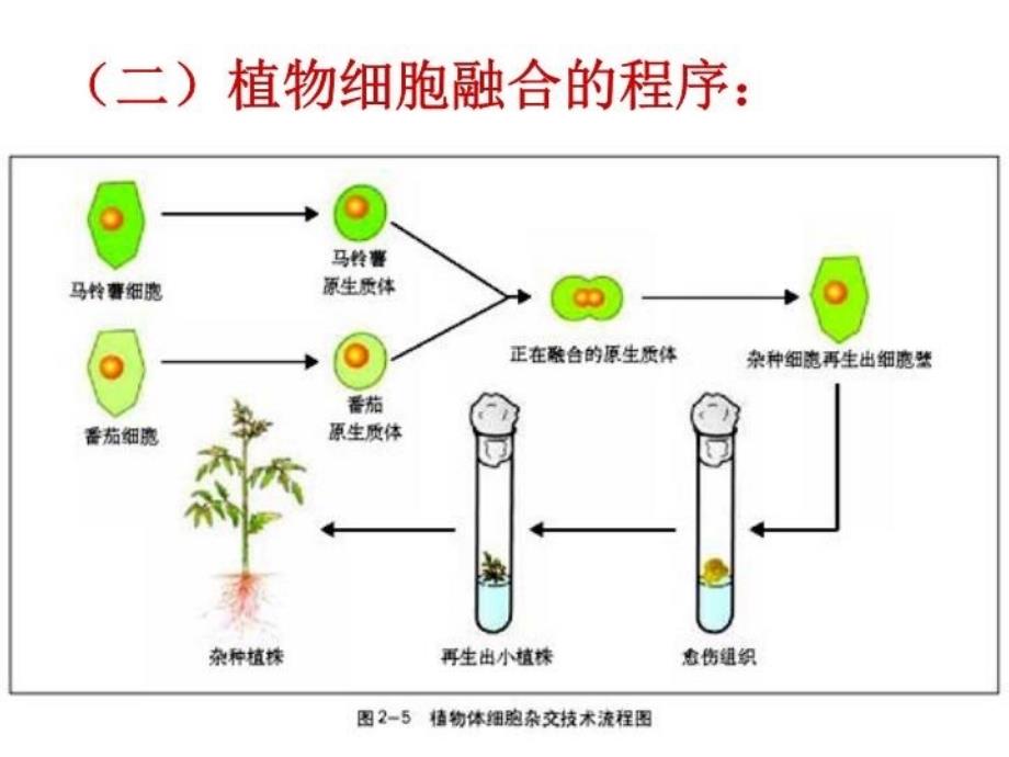 最新原生质体融合ppt课件_第4页