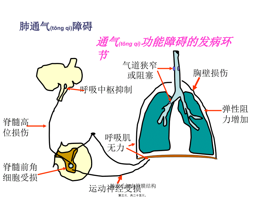 肺泡毛细血管膜结构课件_第3页