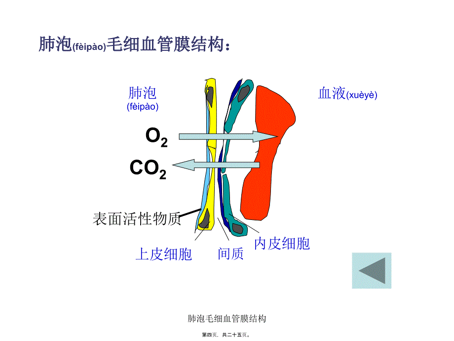 肺泡毛细血管膜结构课件_第4页