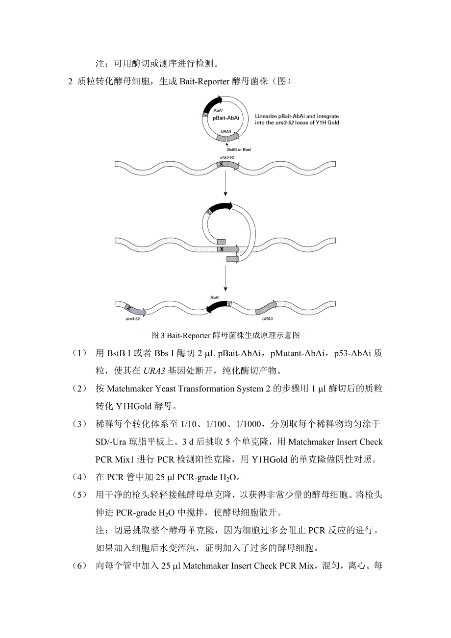 酵母单杂交实验步骤总结_第2页