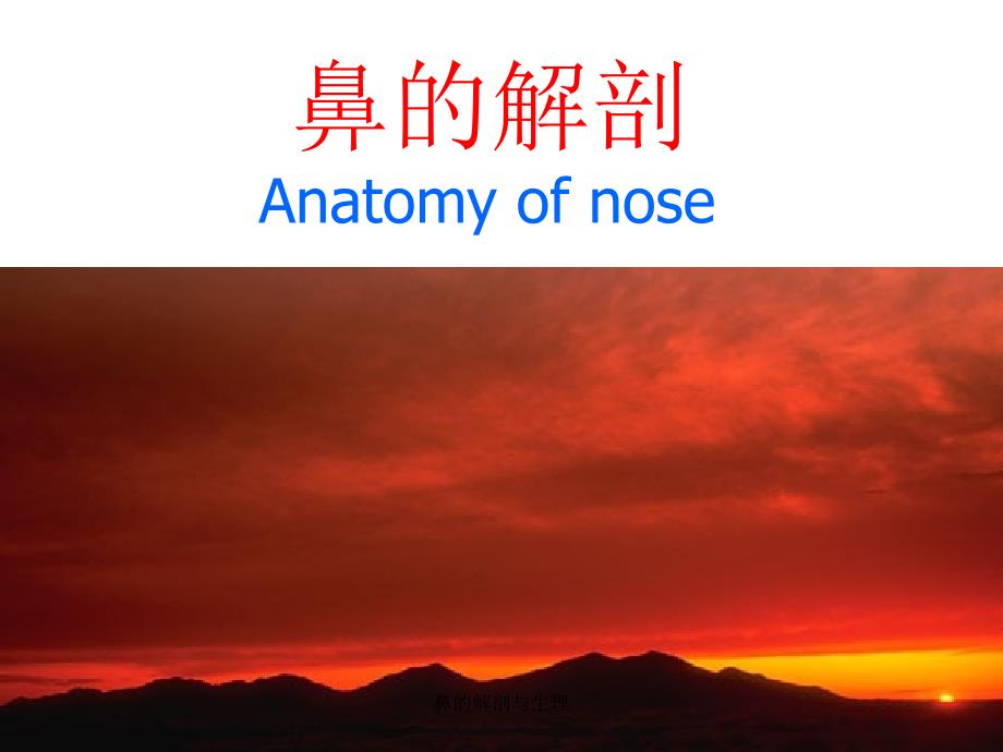 鼻的解剖与生理经典实用_第1页