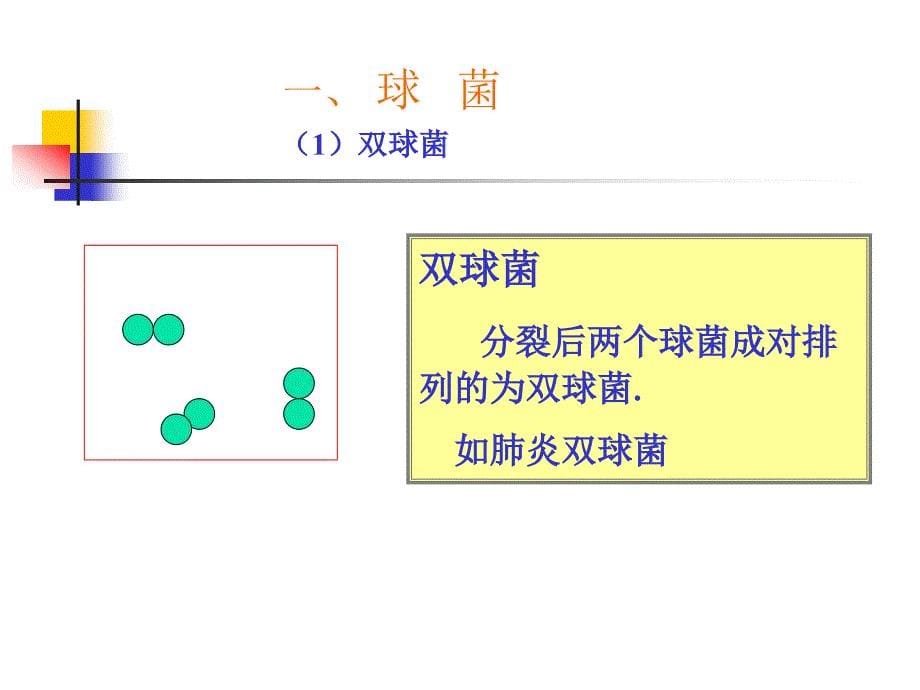 细菌的形态、染色_第5页