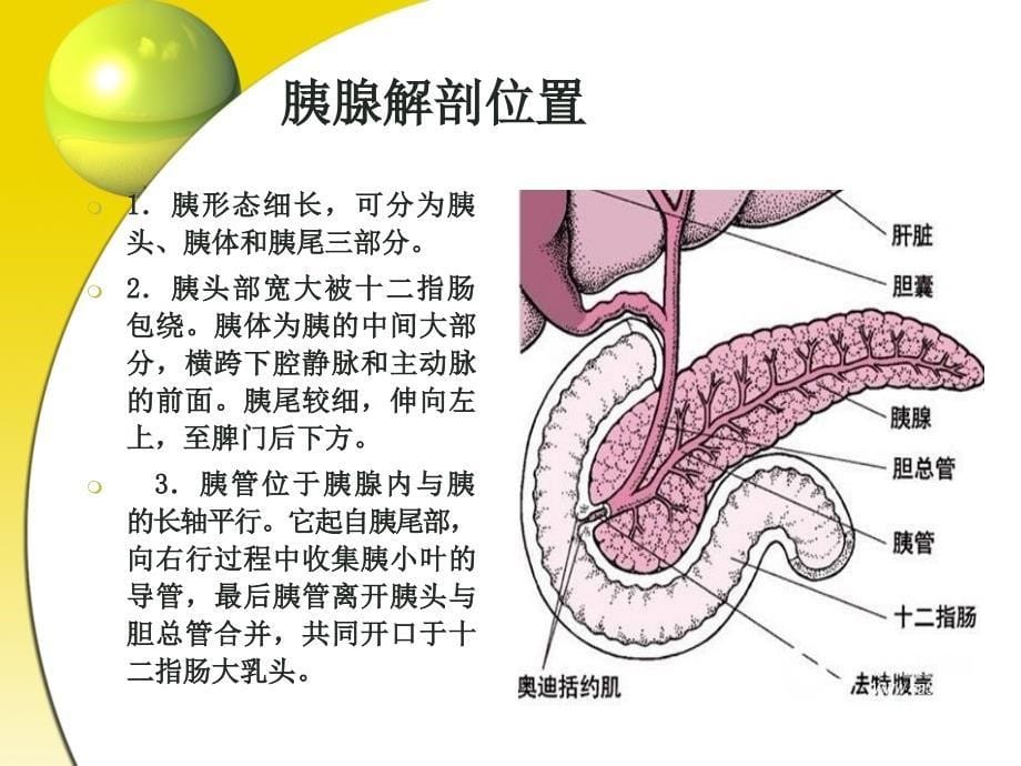 胰十二指肠切除术_第5页