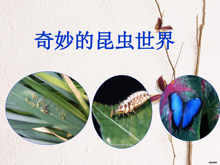 奇妙的昆虫世界.ppt_第1页