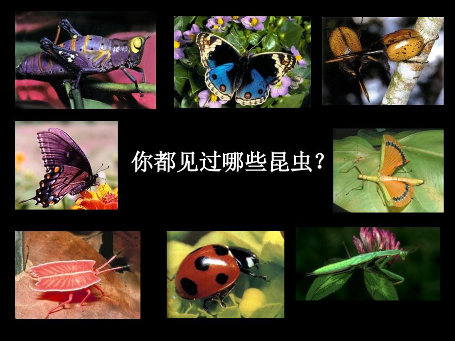 奇妙的昆虫世界.ppt_第2页