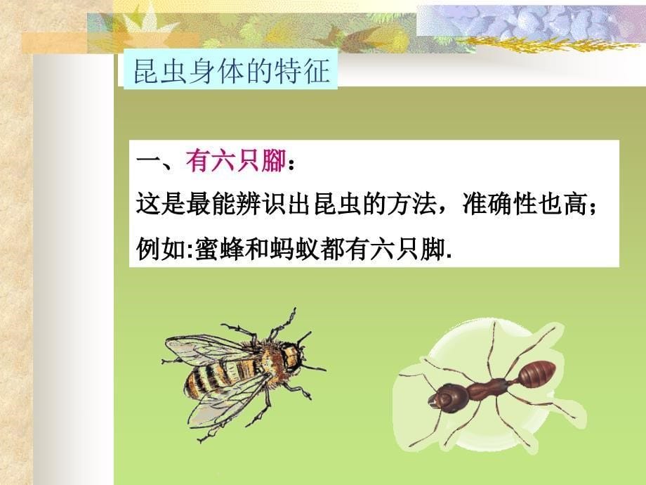 奇妙的昆虫世界.ppt_第5页