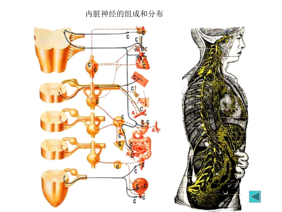 四章内脏神经系统_第3页