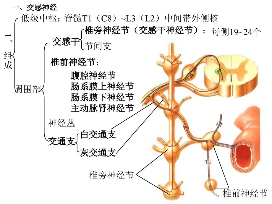 四章内脏神经系统_第4页