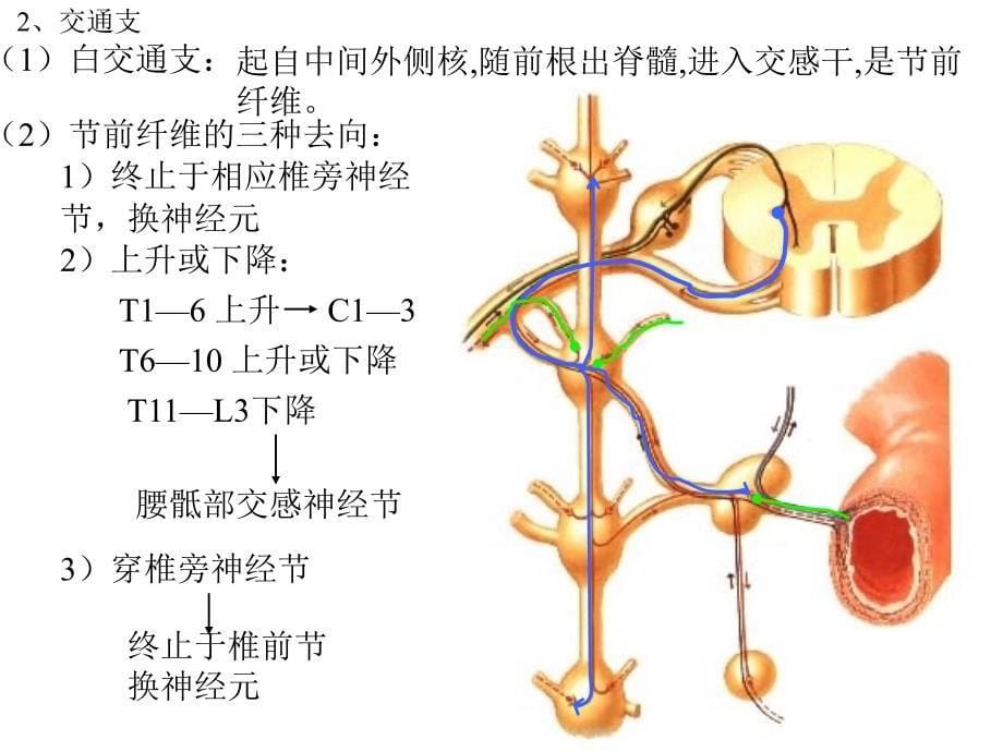 四章内脏神经系统_第5页