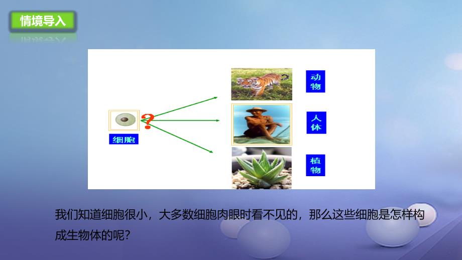 七年级生物上册3.2生物体课件3北京课改版_第2页