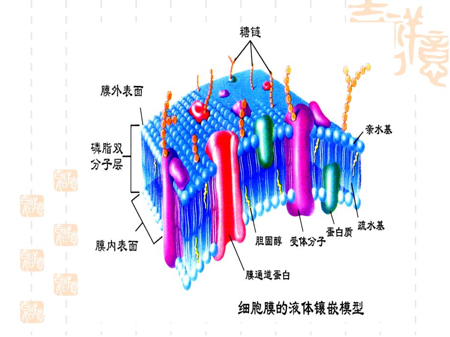 细胞的功能07_第4页