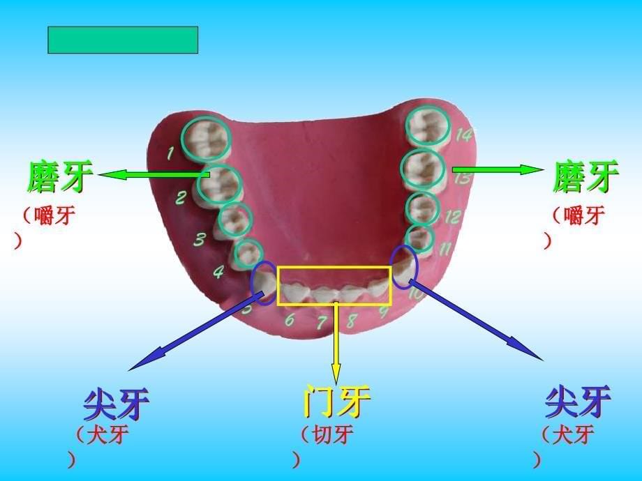 教科版学四上口腔里的变化认识牙齿课件_第5页