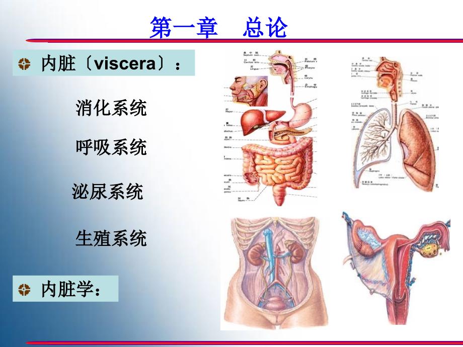 内脏学总论消化管ppt课件_第2页