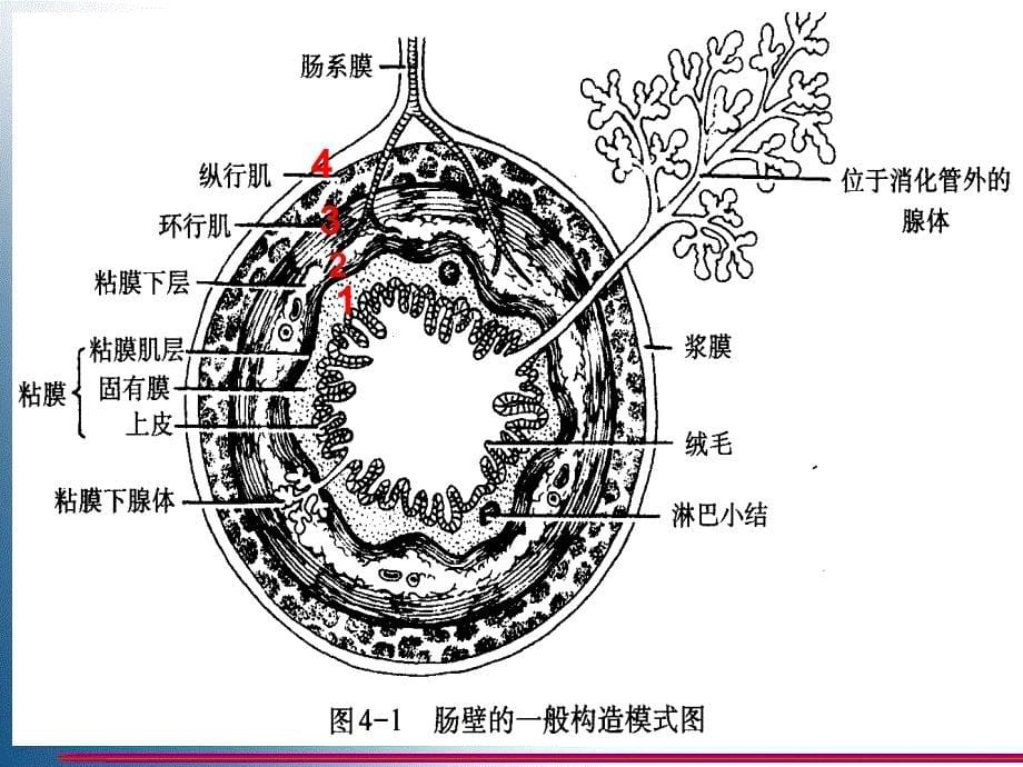 内脏学总论消化管ppt课件_第5页