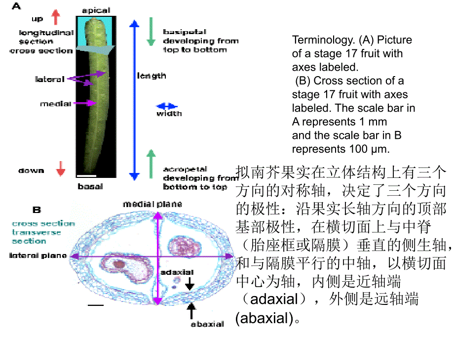 果实发育的机制课件_第3页