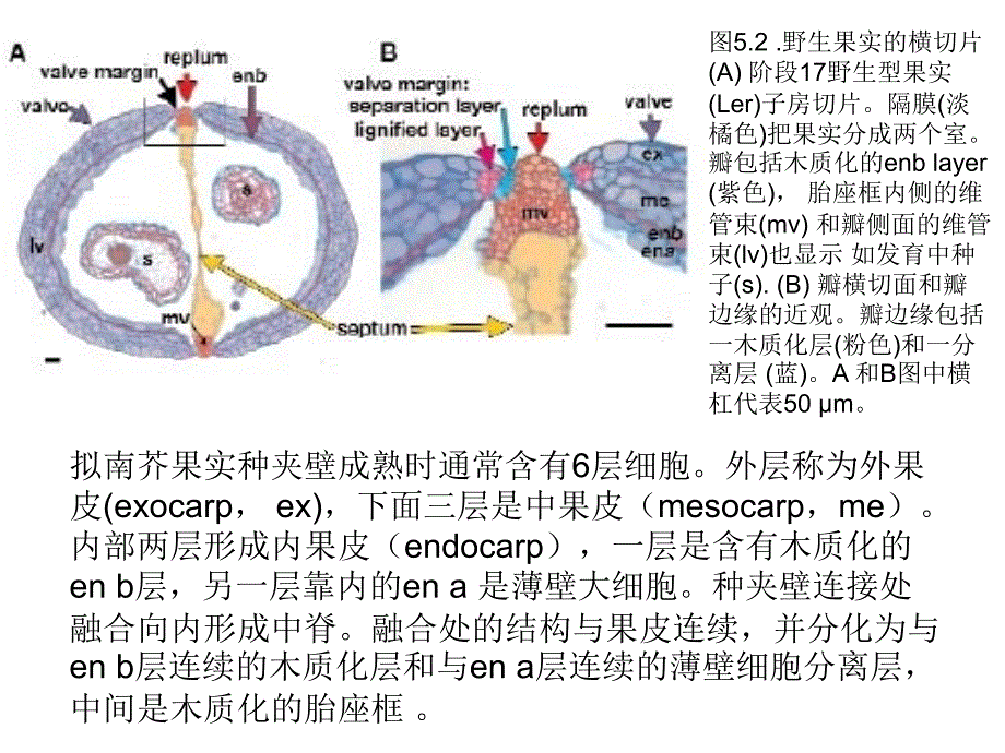 果实发育的机制课件_第4页