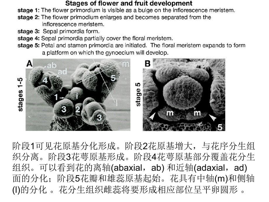 果实发育的机制课件_第5页