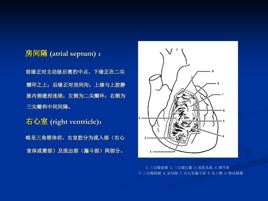 《心脏大血管超声》PPT课件_第5页