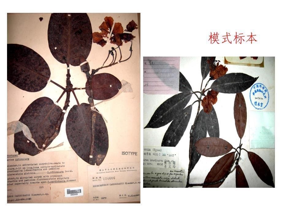 植物学教学课件：绪论(三)_第5页