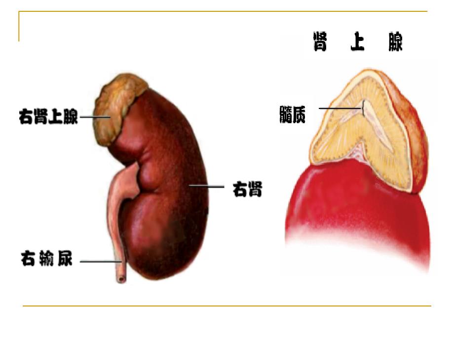 第30章肾上腺皮质激素_第3页