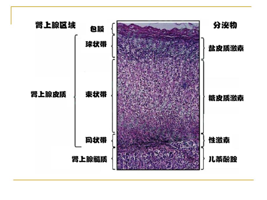 第30章肾上腺皮质激素_第4页