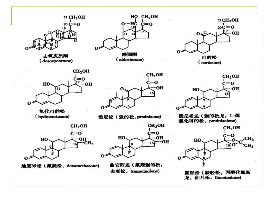 第30章肾上腺皮质激素_第5页