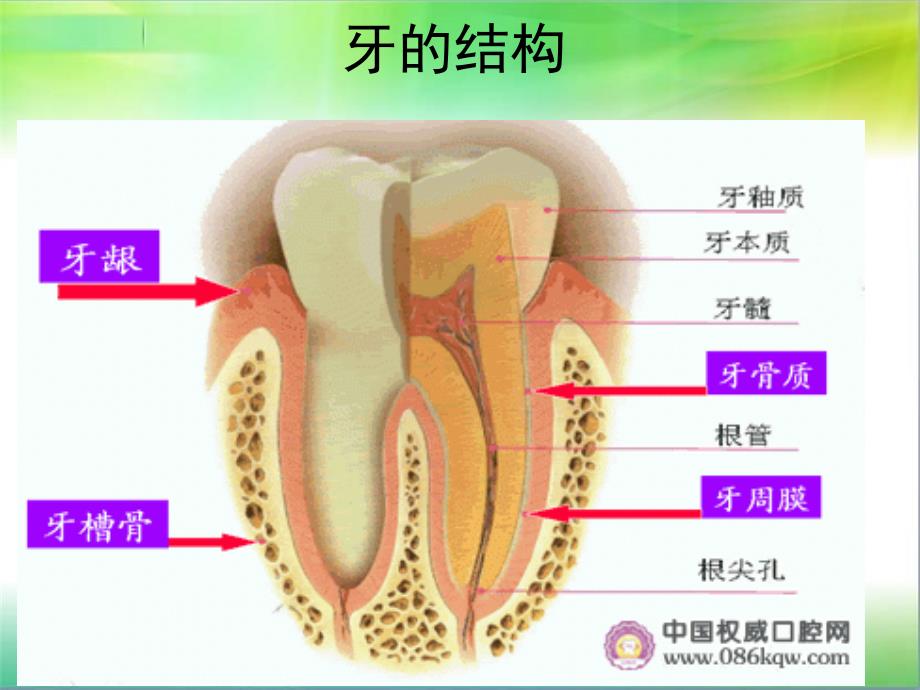 牙科树脂充填_第3页