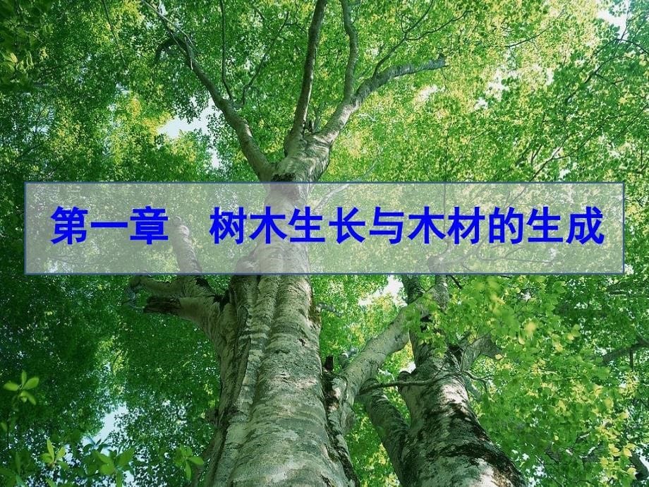 《木质材料学》PPT课件_第5页