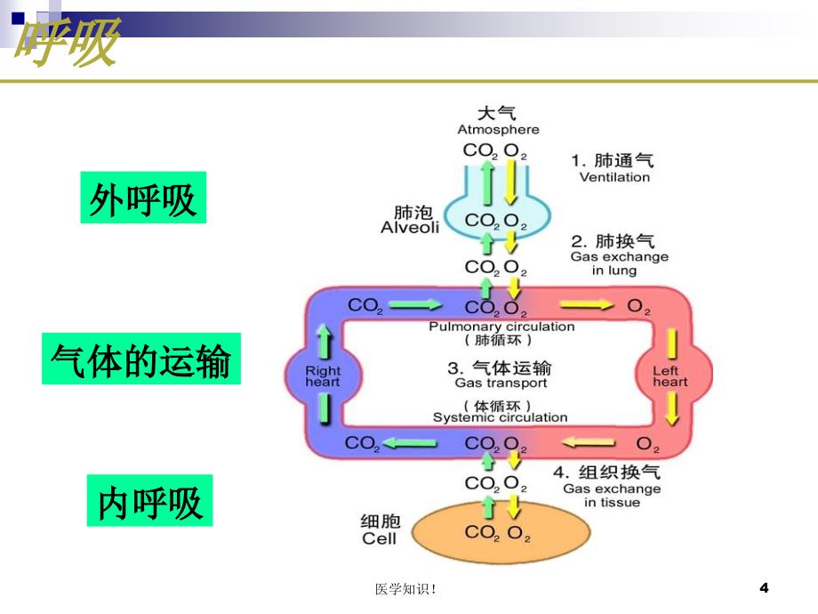 呼吸系统的生理功能【呼吸与鼻】_第4页