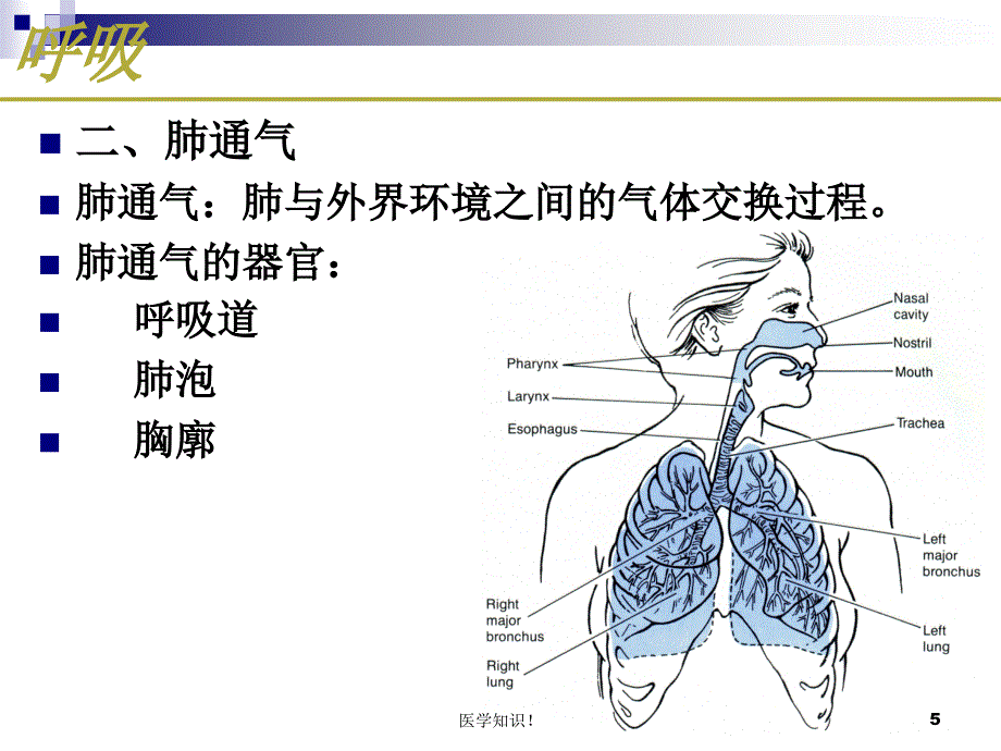 呼吸系统的生理功能【呼吸与鼻】_第5页