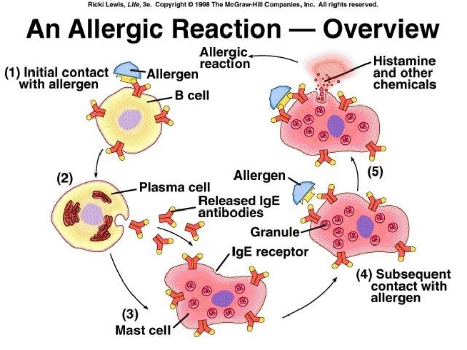 组胺及抗组胺药HistamineAntihistamines_第4页