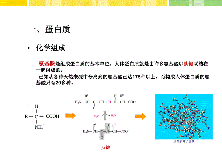 三大产热营养素PPT课件_第4页