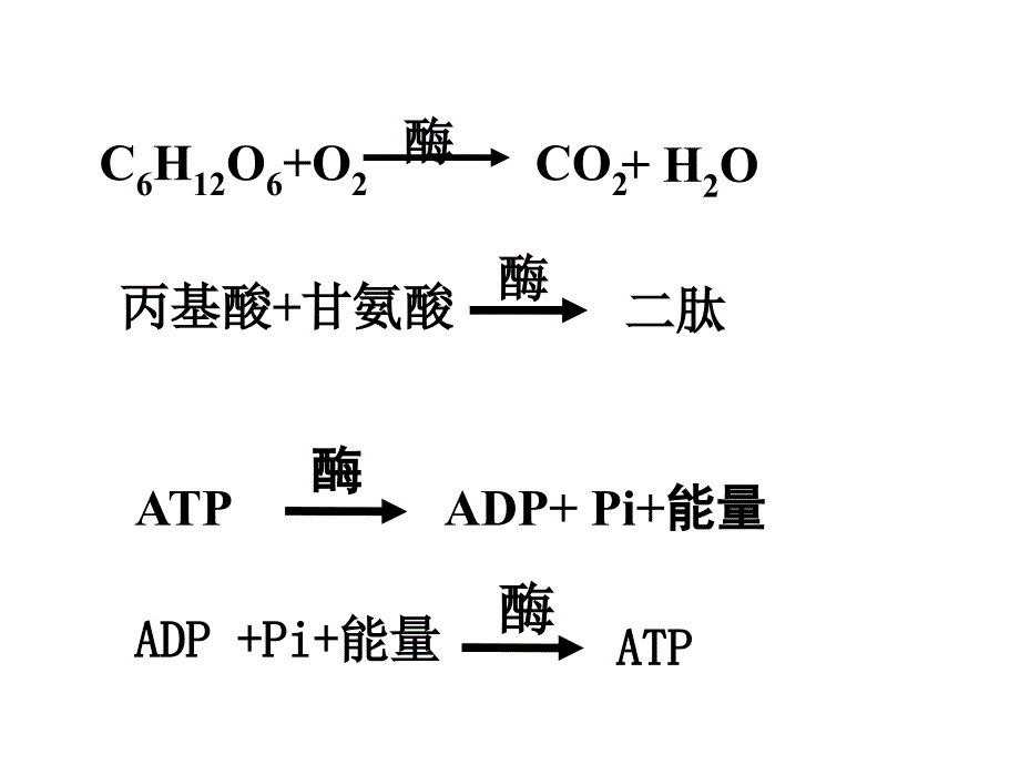 浙教版生物酶_第3页