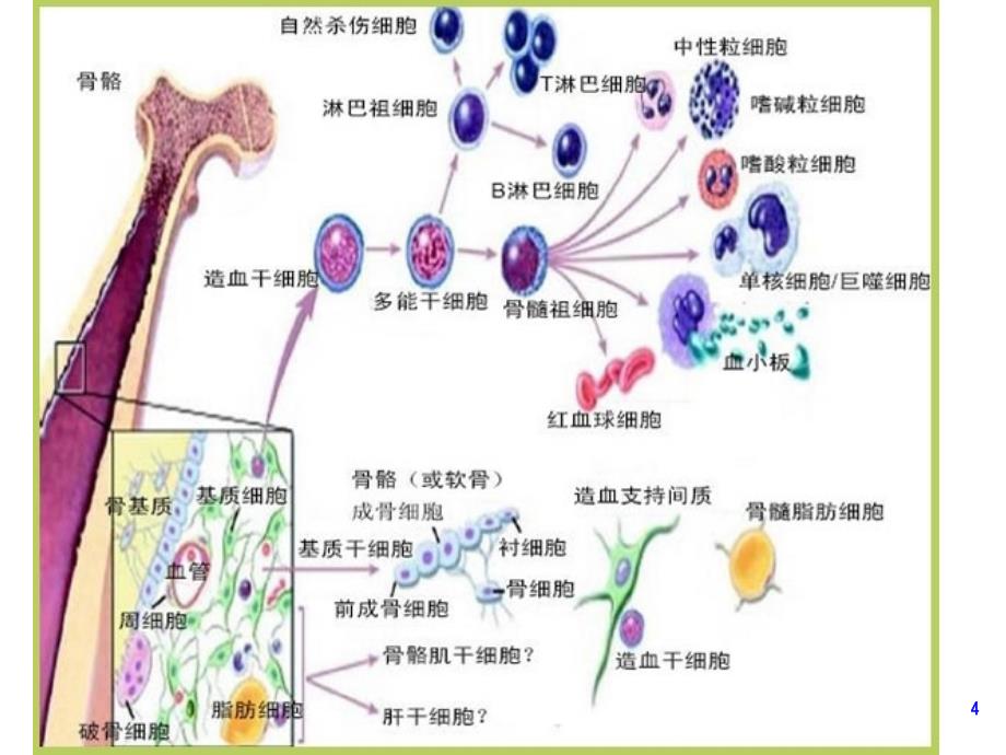 《血液病基础》PPT课件_第4页