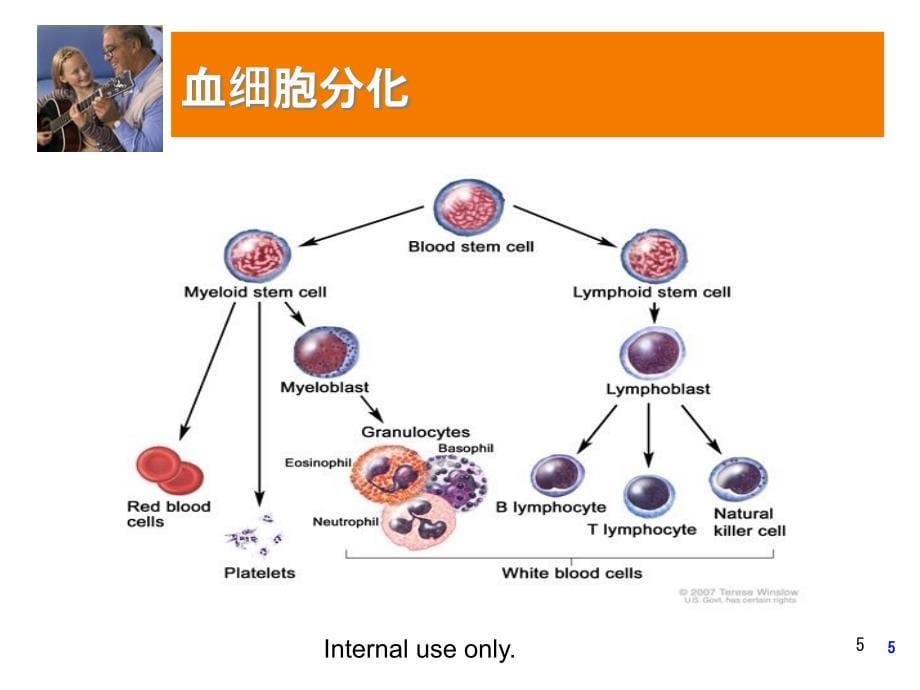 《血液病基础》PPT课件_第5页