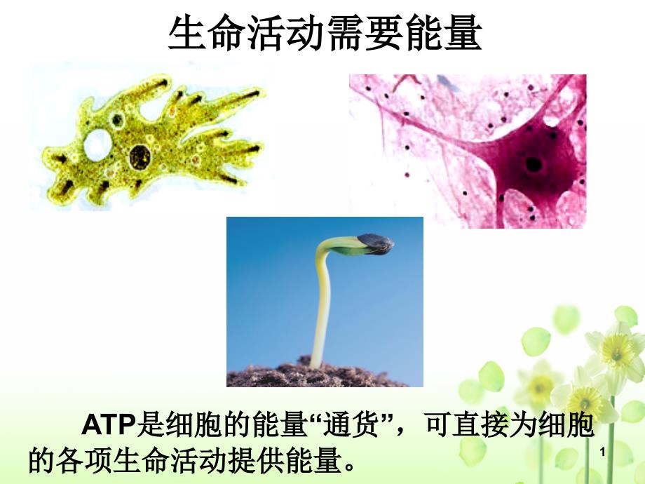 ATP的主要来源细胞呼吸曹正琼_第1页