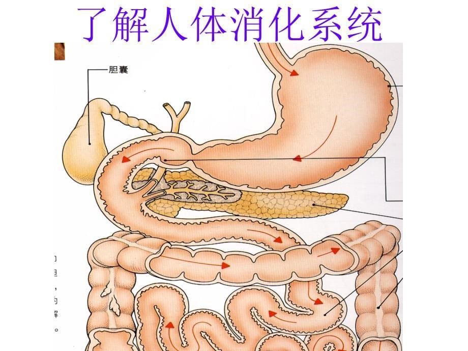 纽崔莱纤维素课程_第5页