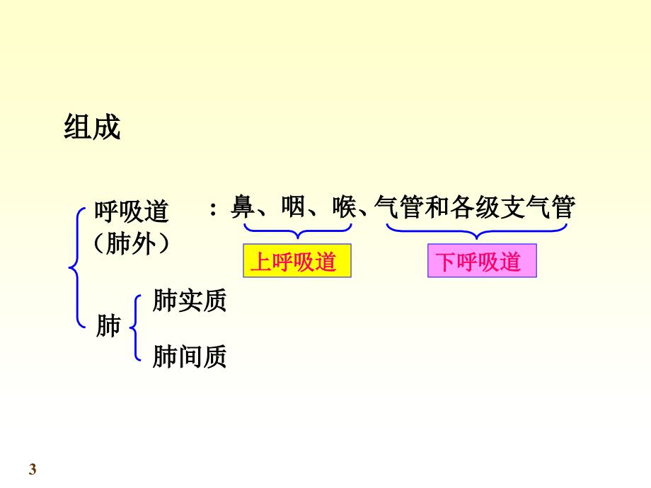 系统解剖学呼吸系统ppt课件.ppt_第3页